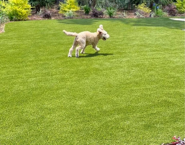 A fluffy dog joyfully runs across a vibrant lawn of pet-friendly artificial grass, surrounded by lush plants and trees in the background. The sun casts a warm glow over the scene, highlighting the dog's playful movement on ABQ Turf.