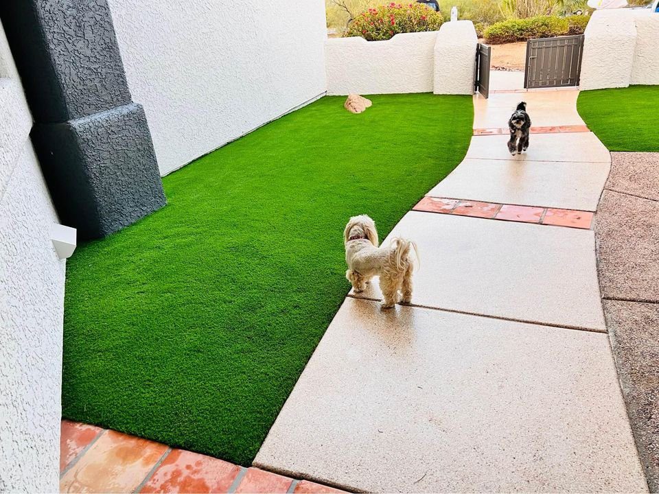 Two small dogs are on a walkway in a yard with lush, pet-friendly artificial grass. One dog is walking away while the other stands near a gate in the background. The bright and sunny Albuquerque setting perfectly highlights the vibrant artificial pet turf beneath their paws.